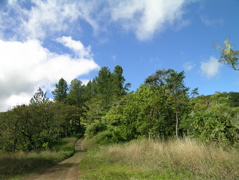 bala
